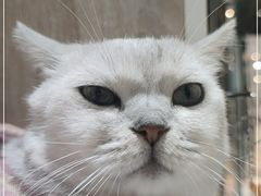 -藏猫猫咖啡主题馆(中央大道店)