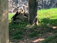 -都江堰中华大熊猫苑
