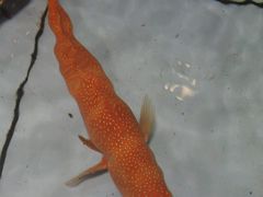 android_upload_pic-旺顺阁海鲜广场(亚运村店)