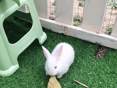 -麻涌飞鸭开心农场