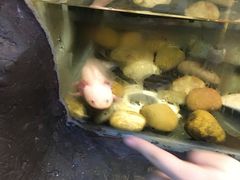 -上海大自然野生昆虫馆(东方明珠·爬宠昆虫探索中心)