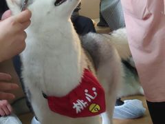 -Husky Go! 哈士奇体验馆·宠物咖啡厅狗咖