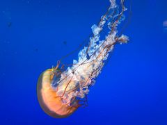 -太平洋海底世界