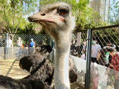 -长白岛森林公园