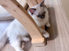 -藏猫猫咖啡主题馆(中央大道店)