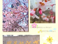 -桃花堤公园