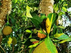 -中国科学院西双版纳热带植物园