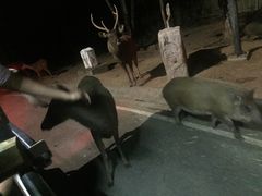 -清迈夜间动物园