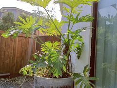 -云里小坐·小院里·团建·宴请·下午茶(三圣乡店)