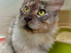 -青奢宠物·青奢猫舍