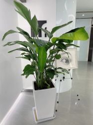 -处女座·MISS VIRGO·半永久纹眉野生眉