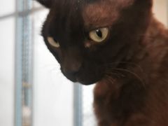 -喵屿·大理花园猫咖