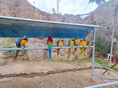 -西霞口神雕山野生动物世界