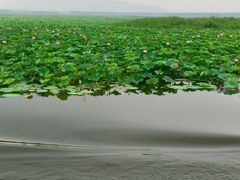 -微山湖红荷湿地景区