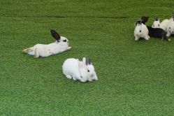 -萌宠亲子动物乐园(槐房万达店)