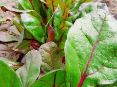 -白河湾山水缘民宿