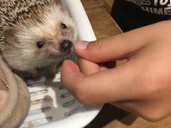-藦茜花园宠物主题亲子互动体验馆(国顺东路店)