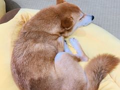 上班摸鱼的吸尘器-逗柴咖啡屋·狗咖猫咖宠物桌游