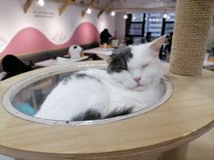 -喵园·猫主题咖啡厅·撸猫·猫咖(国贸店)