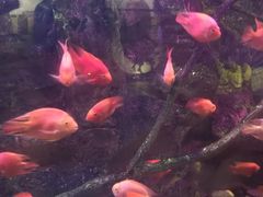 -梦幻海洋王国(吾悦广场张家港店)