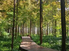 景点-黄海国家森林公园