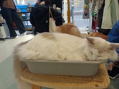 -平行世界·猫咖(首经贸店)