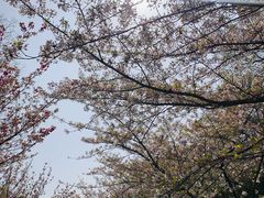 -鸡鸣寺