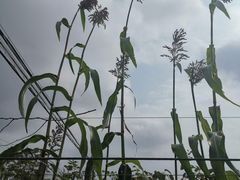 -东平国家森林公园