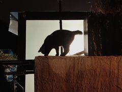 -Sirena海妖日咖夜酒