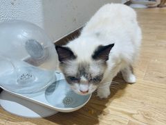 -1013 PET SHOP精品宠物商店(丁香店)