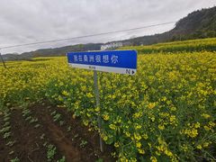 -桑洲油菜花景区