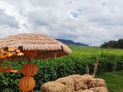-光明小镇欢乐田园