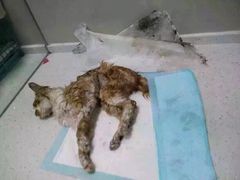 盛京一禾-盛京一禾