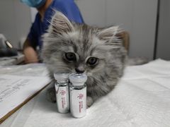 -半岛宠物医院24小时(科华中路店)