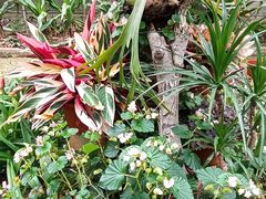 -华南国家植物园-售票处