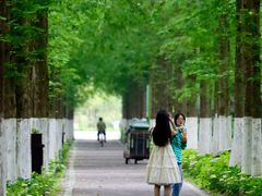 -合肥滨湖国家森林公园