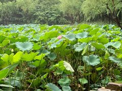 -陈家山荷花公园