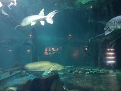 -华夏文旅海洋公园