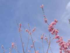 -顾村公园