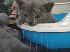 -1013 PET SHOP精品宠物商店(丁香店)