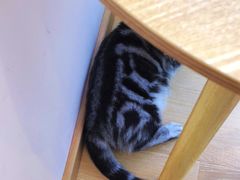 -猫咪派对(江南西店)