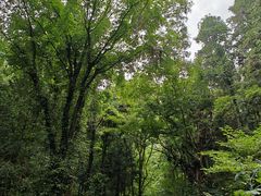 -素山寺森林公园