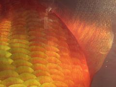 8餐厅-8餐厅(新葡京酒店)