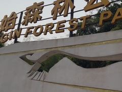 -西双版纳原始森林公园