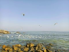 -海合安青岛极地海洋公园