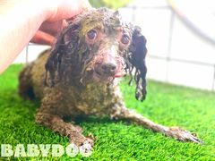 -BABYDOG宝贝狗宠物乐园(欧洲城店)