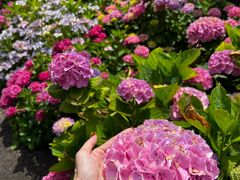 -墨尔本皇家植物园