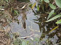 -白鹭湾湿地公园