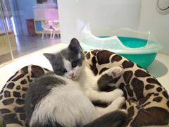 -龟与熊猫宠物公园(南坪店)