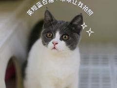 -lincat·猫舍(广州店)